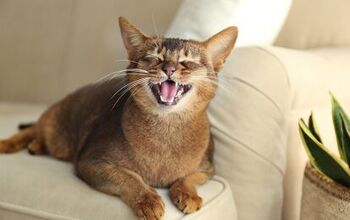 Is Your Cat Losing Teeth? Here’s Why