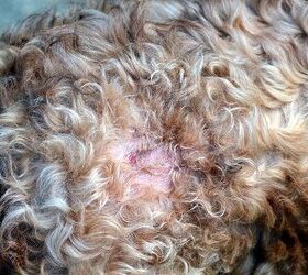What Are Hot Spots on Dogs?