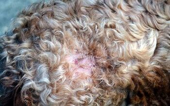 What Are Hot Spots on Dogs?