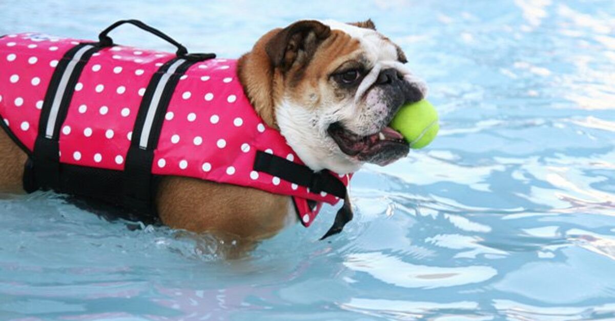 10 Dog Breeds That Can’t Swim | PetGuide