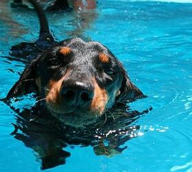 Small dogs that shops swim well