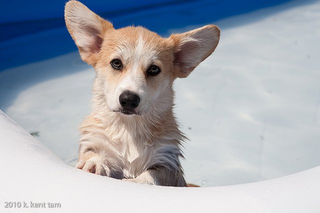 10 Dog Breeds That Can't Swim | PetGuide 10 Dog Breeds That Can't Swim | PetGuide