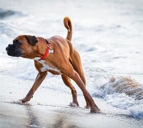 10 dog breeds that cant swim