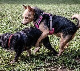 Dog Humping: Why Do Male Dogs Hump Other Male Dogs?