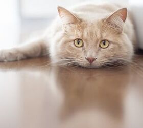 Injectable Antibiotics for Cats: Pros and Cons