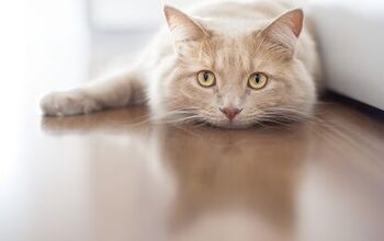 Injectable Antibiotics for Cats: Pros and Cons