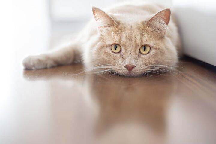 Keeping cats indoors is a rare solution where everybody wins