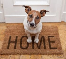 Adoption Tips - Welcoming A Rescue Dog Home From the Shelter