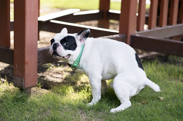5 reasons why dog poop doesnt make good fertilizer