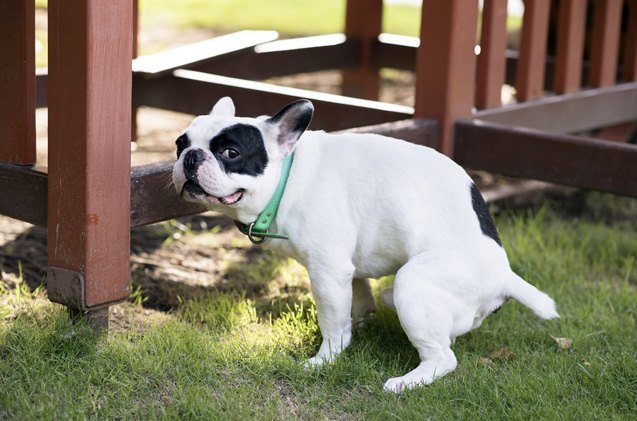 Is Dog Poop Good Fertilizer? Surprising Facts Revealed!
