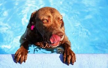 Top 10 Best Water Dog Breeds