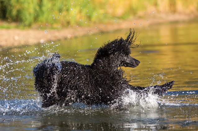 top 10 best water dog breeds
