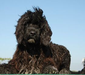 Top 10 Best Water Dog Breeds PetGuide