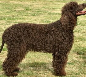 Types of water dog hot sale breeds