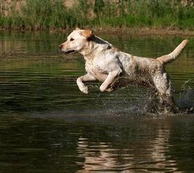 top 10 best water dog breeds
