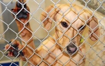 Things To Consider Before Surrendering Your Dog To A Shelter