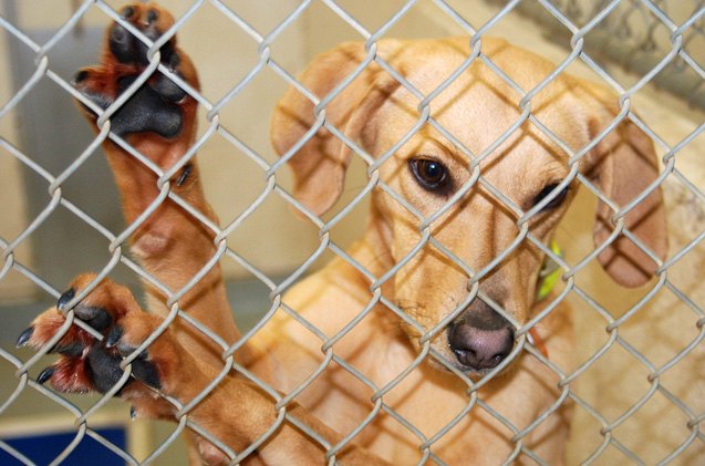 things to consider before surrendering your dog to a shelter