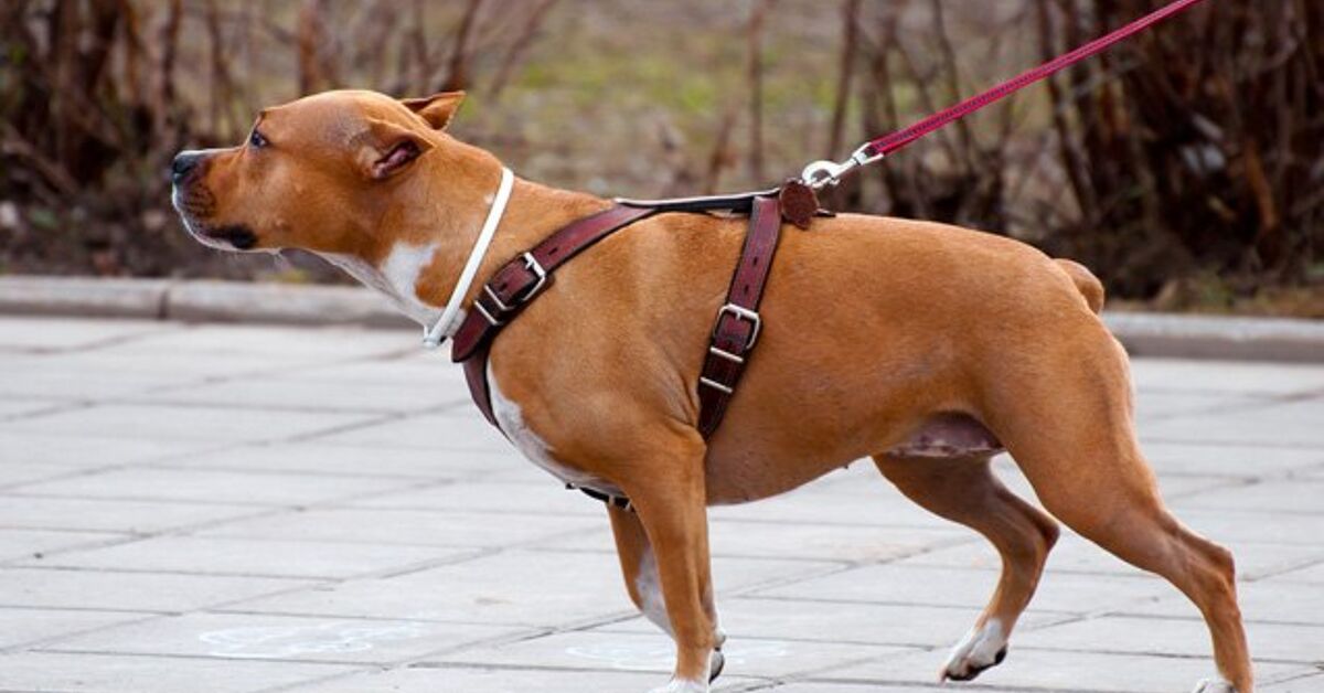 Pros And Cons: The Collar Vs. Harness Debate | PetGuide