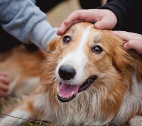 Top 10 hot sale affectionate dogs