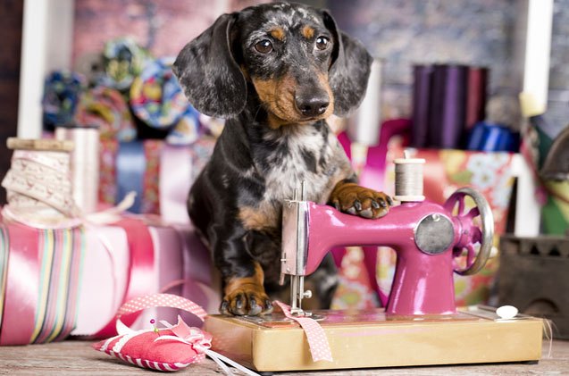 6 easy crafts you can make to help out your local animal shelter