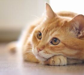 Psyllium Fiber for Cats: A Natural Remedy for Constipation