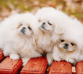 fluffy puppies