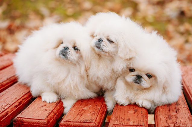 top 10 cuddly fluffy dog breeds