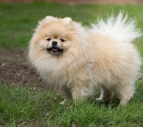 Top 10 Fluffy Dog Breeds Information and Pictures - PetGuide | PetGuide