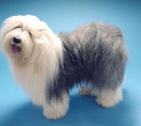 huge fluffy dog breeds