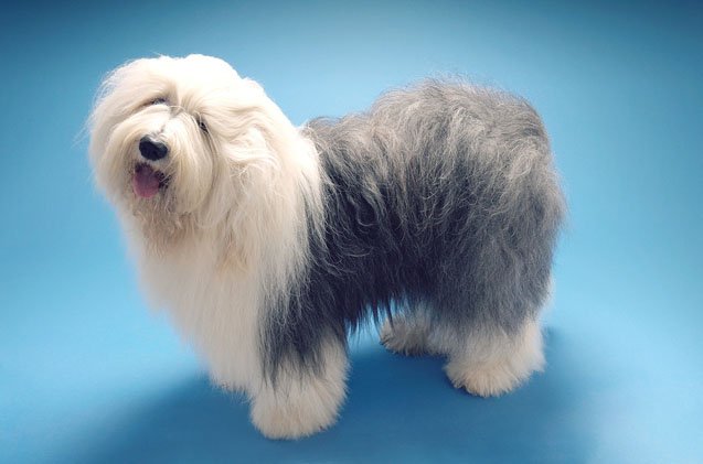 top 10 cuddly fluffy dog breeds