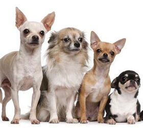 The Top 10 Most Popular Dogs By Category — Dan's Pet Care