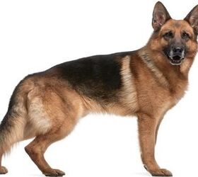 top 10 dog breeds commonly found in shelters