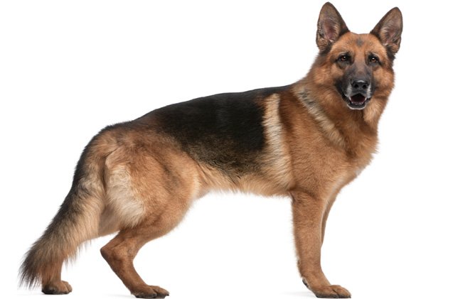 top 10 dog breeds commonly found in shelters