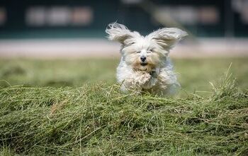 7 Cool Facts About The Havanese Dog Breed
