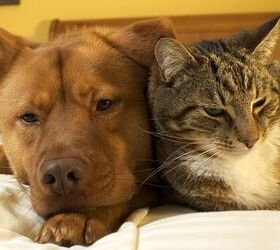 5 Big Differences Between Cats and Dogs