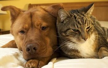 5 Big Differences Between Cats and Dogs