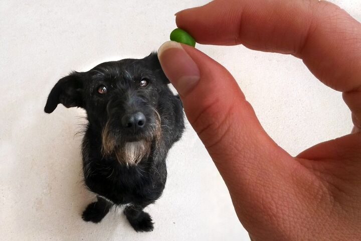 can dogs eat peas