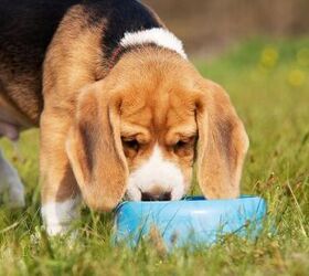 Is Ice Water Really Dangerous for Dogs?