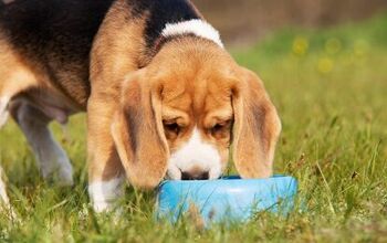 Is Ice Water Really Dangerous for Dogs?