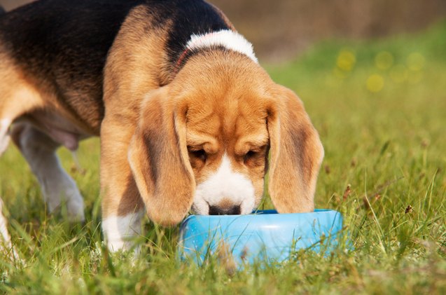 is ice water really dangerous for dogs