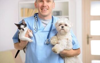 Tried &#038; Tested: Real Quotes From 7 Trustworthy Pet Insurance Comp