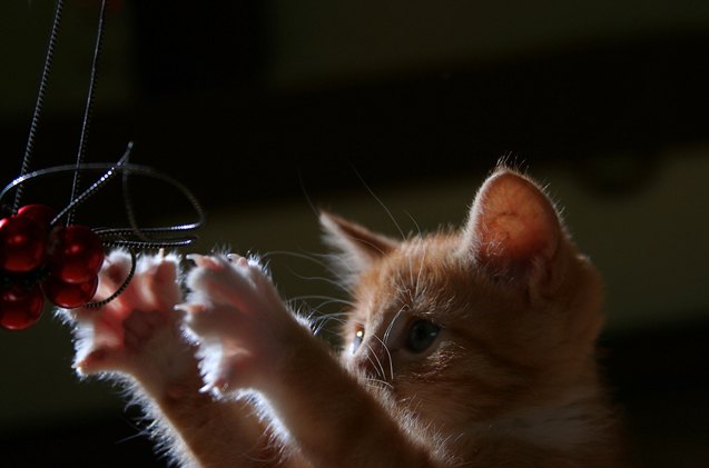 Cats' vocal coach on getting actors to become singing felines