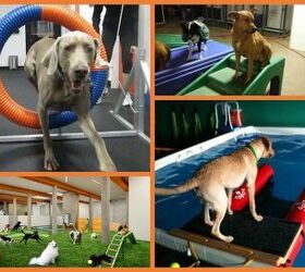 What You Need To Know About Indoor Dog Parks