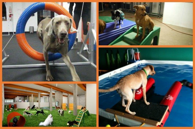 what you need to know about indoor dog parks