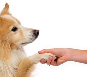 5 Basic Tips For Introducing Dogs To Strangers