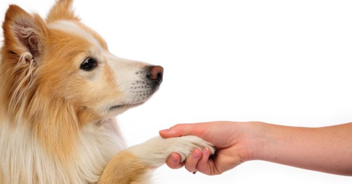 Introducing Dogs Whats The Best Way To Introduce Dogs
