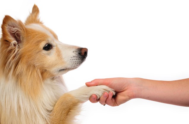 5 basic tips for introducing dogs to strangers