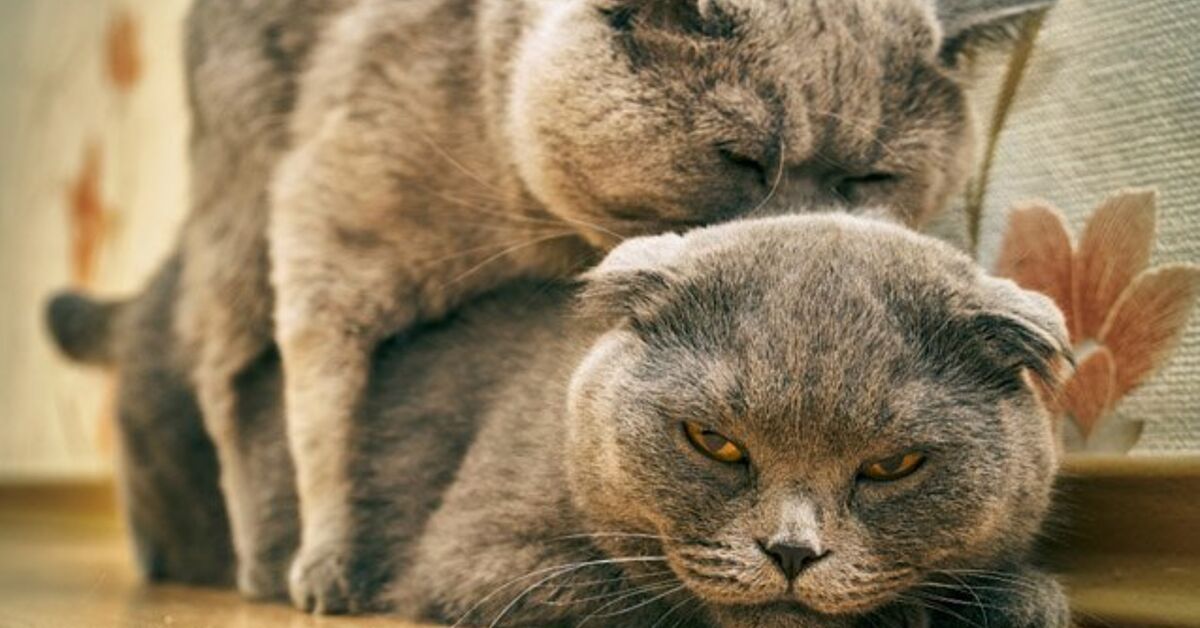 Having the Awkward Talk About Cats Humping | PetGuide