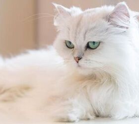 top 10 friendliest cat breeds