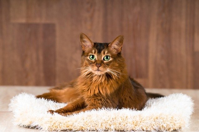 top 10 friendliest cat breeds